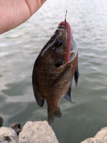 ブルーギルの釣果