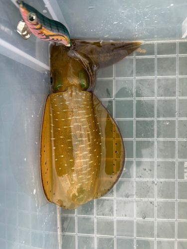世久見湾