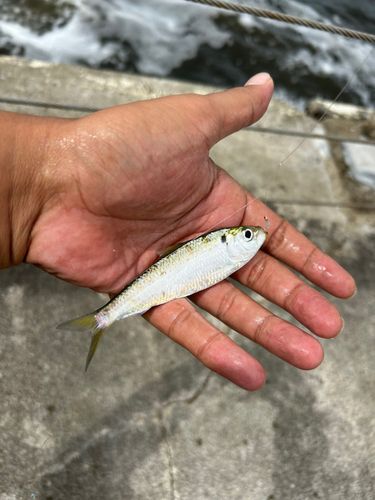 サッパの釣果
