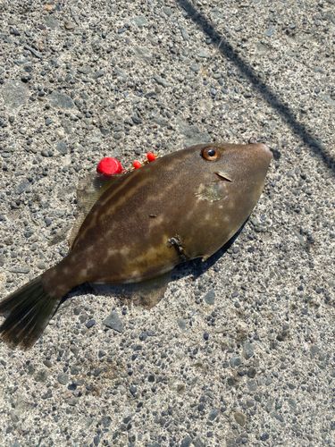 ウマヅラハギの釣果