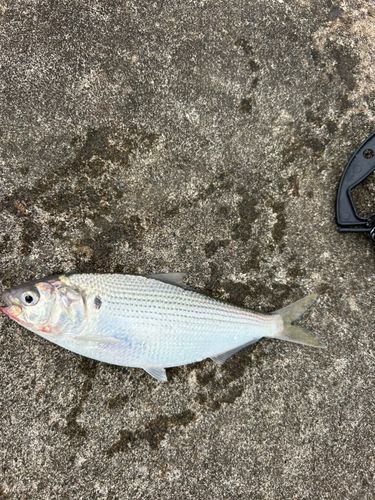コノシロの釣果