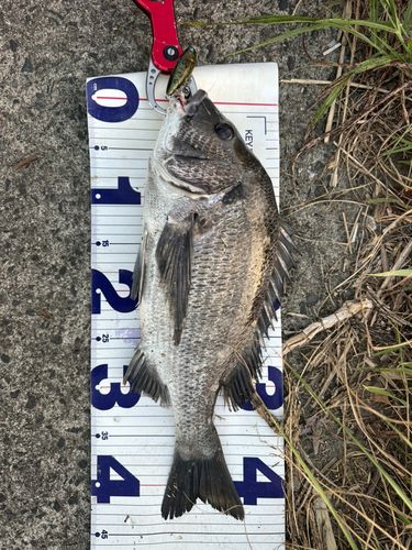 チヌの釣果