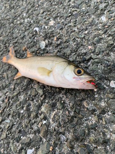 フッコ（マルスズキ）の釣果