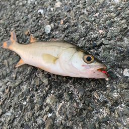 フッコ（マルスズキ）