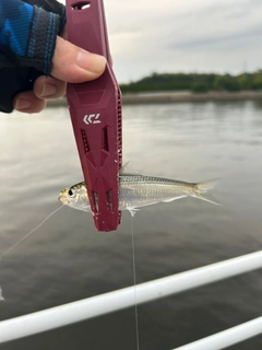 サッパの釣果