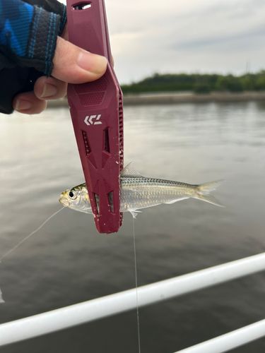 サッパの釣果