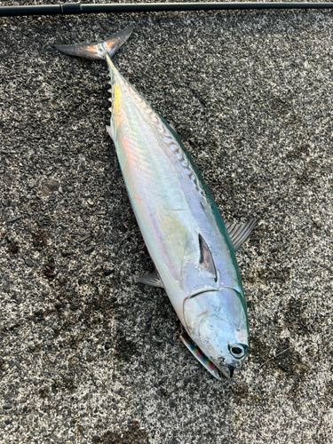 内浦湾（沼津）