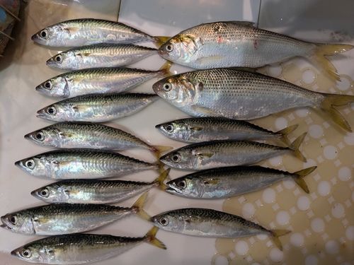 サバの釣果