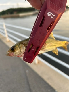 セイゴ（ヒラスズキ）の釣果