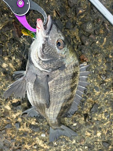 クロダイの釣果