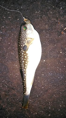 クサフグの釣果