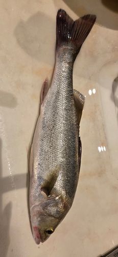 スズキの釣果