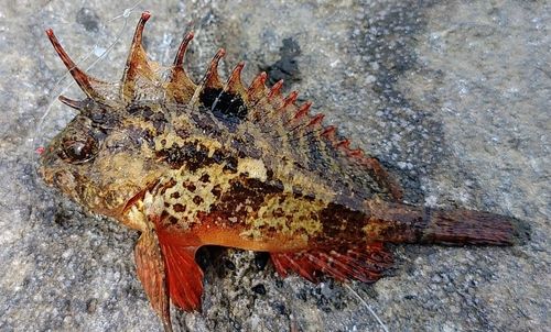 ハオコゼの釣果