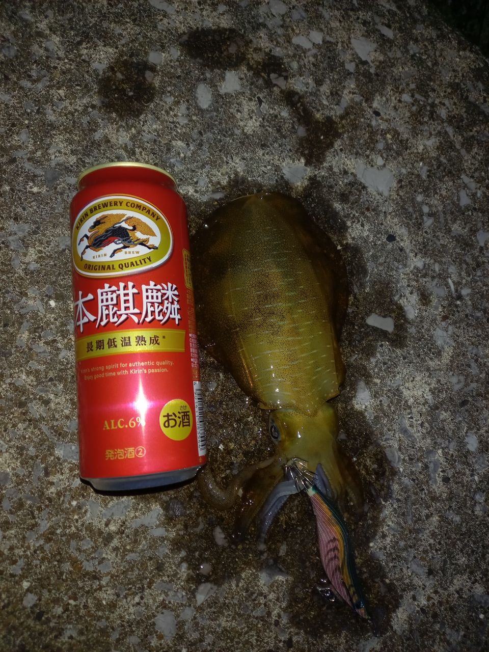 アオリイカ