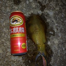 アオリイカ