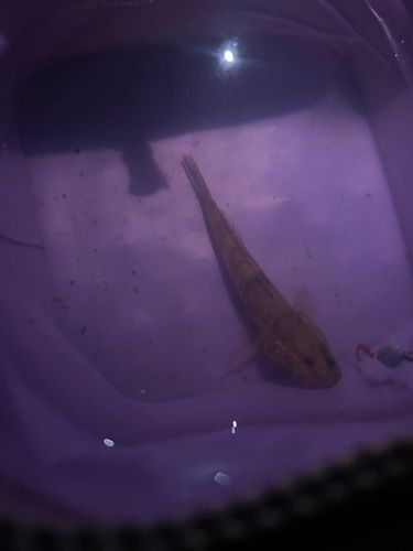 ハゼの釣果