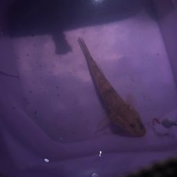 ハゼ