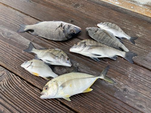 チヌの釣果