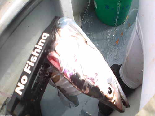 タチウオの釣果