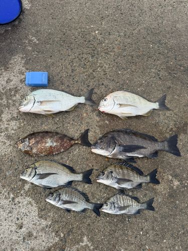 雑賀崎漁港