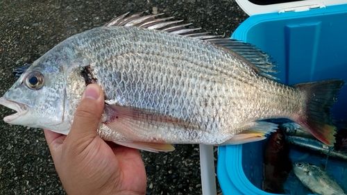 キビレの釣果