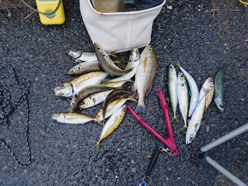 勝浦湾
