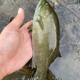 スモールマウスバス