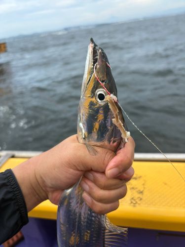 タチウオの釣果