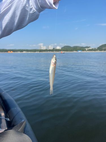 キスの釣果