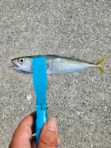 サバの釣果