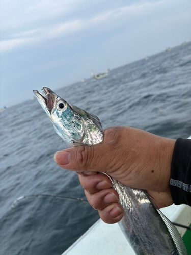 釣果