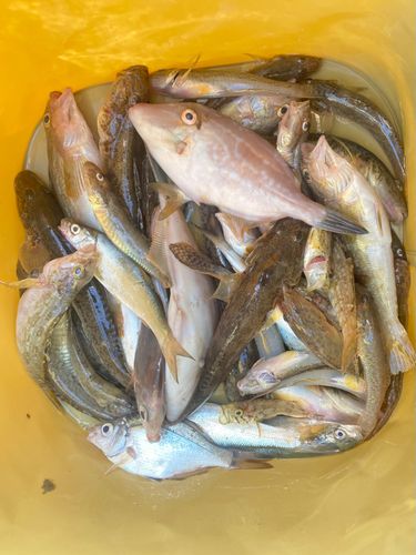 ハゼの釣果