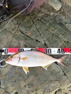 ネイリの釣果