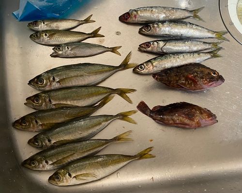 アジの釣果