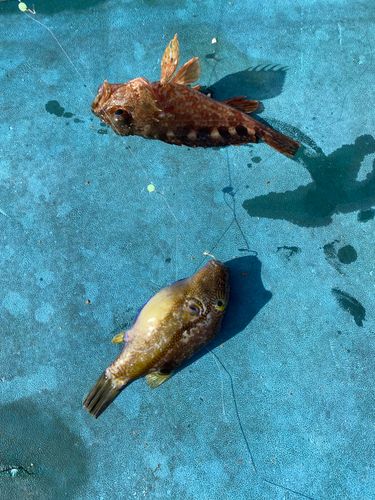 アラカブの釣果
