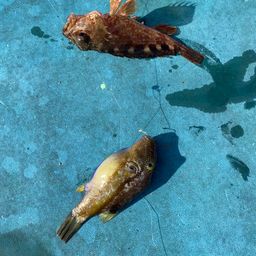 アラカブ