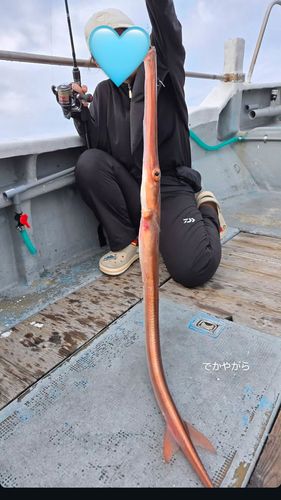 アカヤガラの釣果