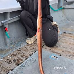 アカヤガラ