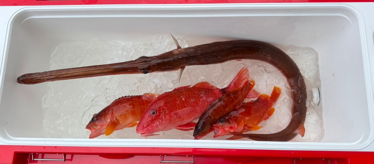 まぁーたんさんの釣果 3枚目の画像