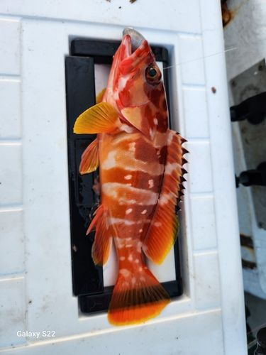釣果