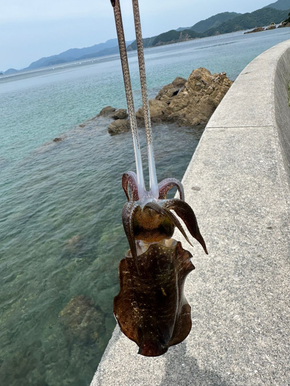 アオリイカ