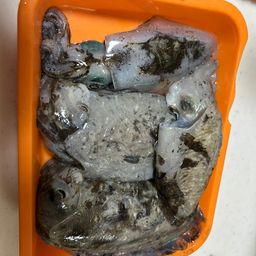 アオリイカ