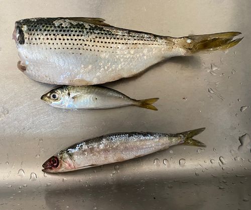 コノシロの釣果