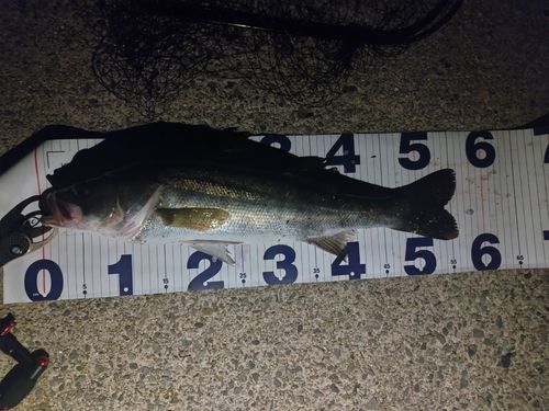 スズキの釣果