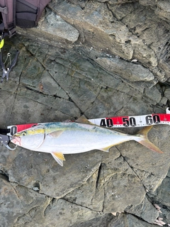 ハマチの釣果