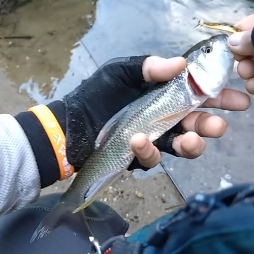 ハスの釣果