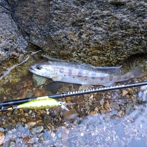 ヤマメの釣果