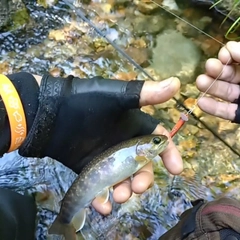 ヤマメの釣果