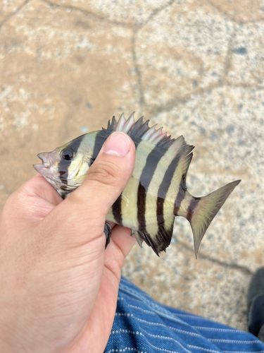 イシダイの釣果