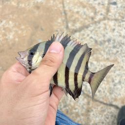 イシダイ